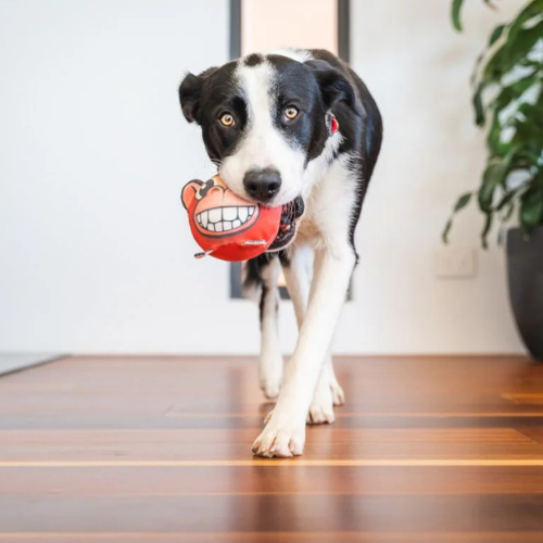 Red Dingo DURABLES Soft, Durable, Non-Toxic Dog Ball Toy — Monkey Dog Playing