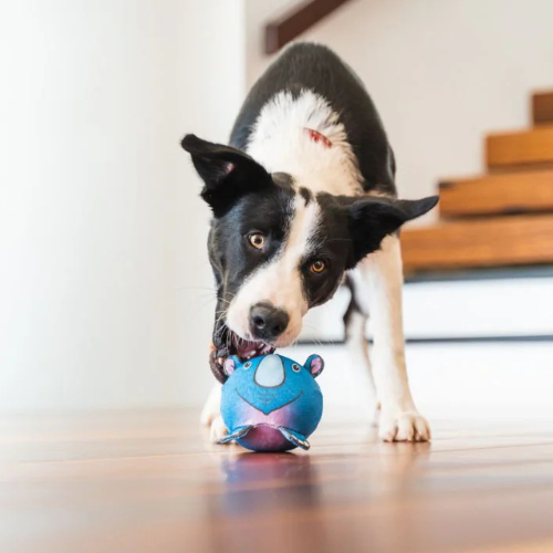 Red Dingo DURABLES Soft, Durable, Non-Toxic Dog Ball Toy — Rhino Dog Playing