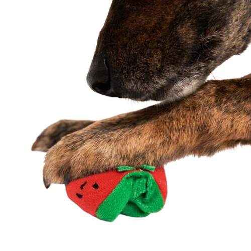 Dog playing with removeable cherry tomato toy with treat-hiding pocket