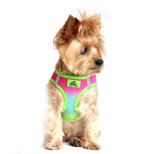 Doggie Design Ombre American River Choke Free Dog Harness — Rainbow on Dog