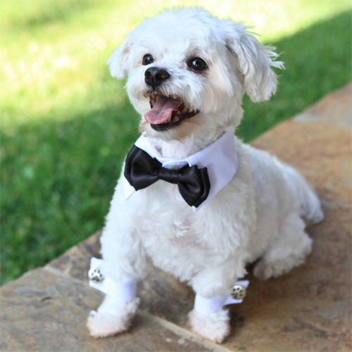 Dog In The Closet Tuxedo White Shirt Collar with Black Bow Tie and Cuffs on Dog