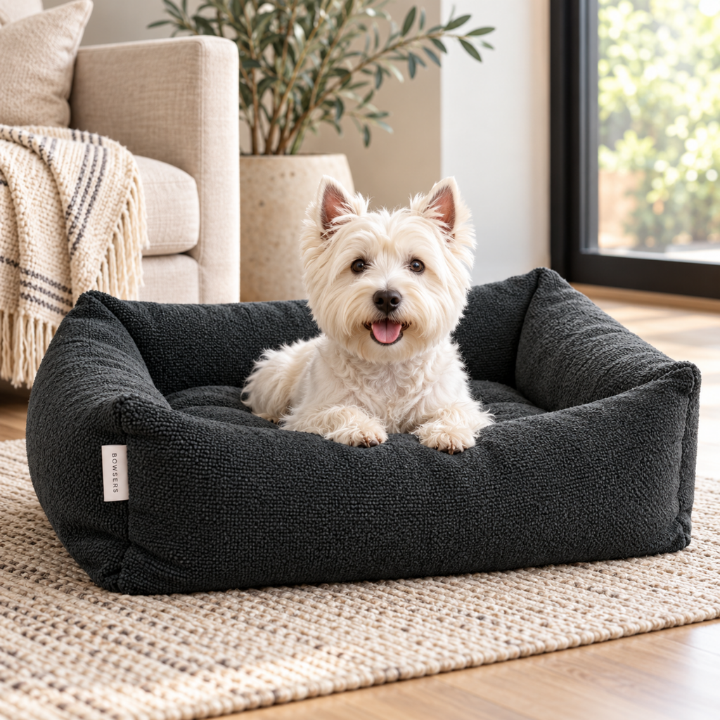 West Highland Terrier relaxing in a Bowsers Franklin dog bed in Chia performance terry